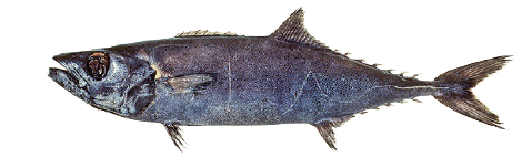 Escolar Lepidocybium flavobrunneum