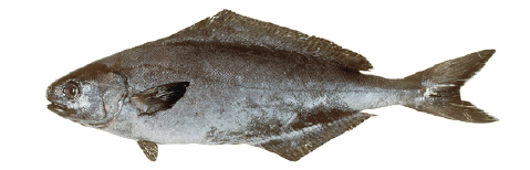 Rudderfish Centolophus niger