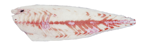 Rudderfish fillet