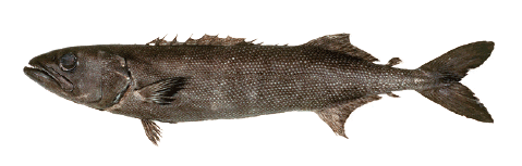 Oilfish Ruvettus pretiosus