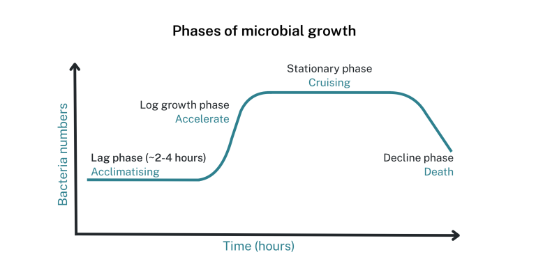  Line graph demonstrating the phases of microbial growth over time: lag phase (acclimatising), log growth phase (accelerate), staionary phase (cruising) and decline phase (death).