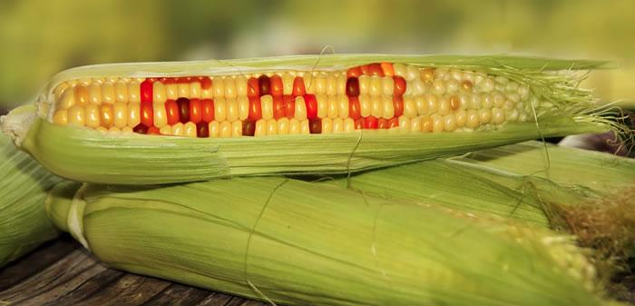 gmo.jpg