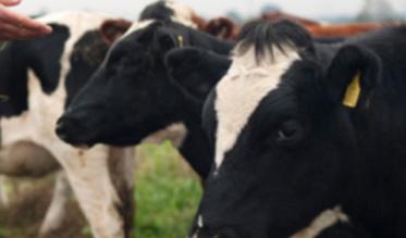 landingPage-dairy.jpg
