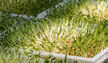 plant_products_thumb.jpg