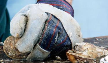 shellfish_thumb.jpg