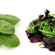 lettuce.jpg